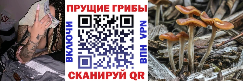 Псилоцибиновые грибы Psilocybine cubensis  Нарткала 